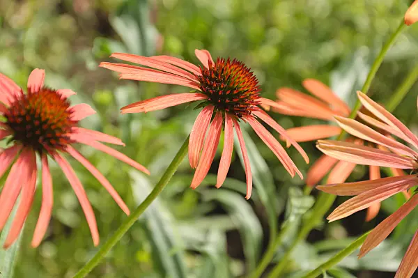 487044 - Purple cone flower (Echinacea purpurea 'Art's Pride')
