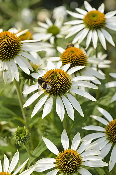 534398 - Purple cone flower (Echinacea purpurea 'Baby Swan White') and bumble bee (Bombus)