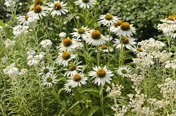 534399 - Purple cone flower (Echinacea purpurea 'Baby Swan White') and triple-veined pearly everlasting (Anaphalis triplinervis 'Sommerschnee')