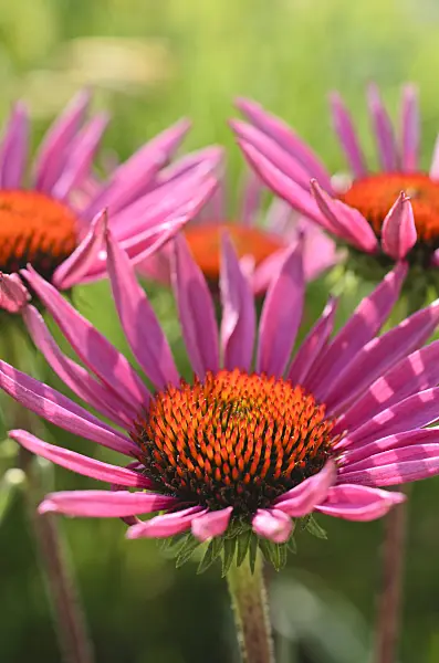 498294 - Purple cone flower (Echinacea purpurea 'Excalibur')