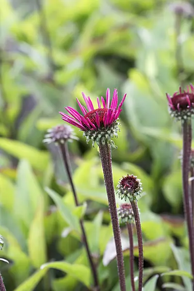 651227 - Purple cone flower (Echinacea purpurea 'Fatal Attraction')