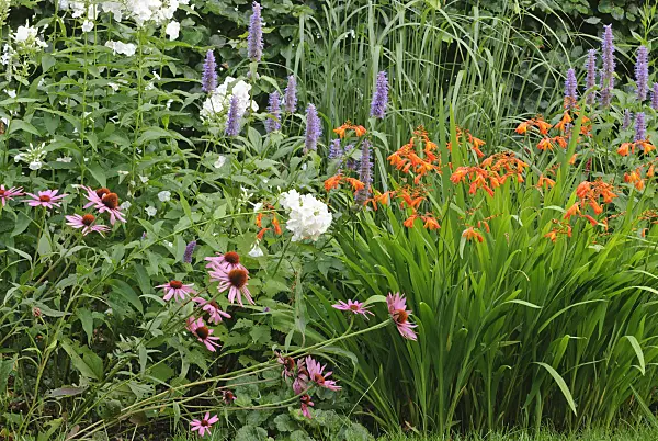 518010 - Purple cone flower (Echinacea purpurea), garden phlox (Phlox paniculata), anise hyssop (Agastache foeniculum) and montbretia (Crocosmia masoniorum)