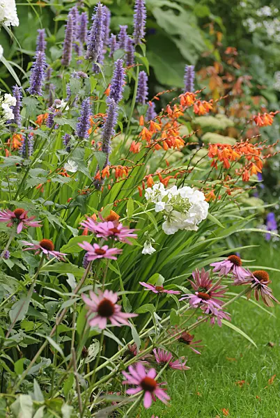 518011 - Purple cone flower (Echinacea purpurea), garden phlox (Phlox paniculata), anise hyssop (Agastache foeniculum) and montbretia (Crocosmia masoniorum)