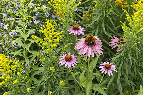 511086 - Purple cone flower (Echinacea purpurea), goldenrod (Solidago) and aster (Aster)