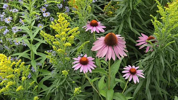 511103 - Purple cone flower (Echinacea purpurea), goldenrod (Solidago) and aster (Aster)