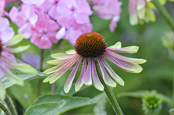 474465 - Purple cone flower (Echinacea purpurea 'Green Envy')