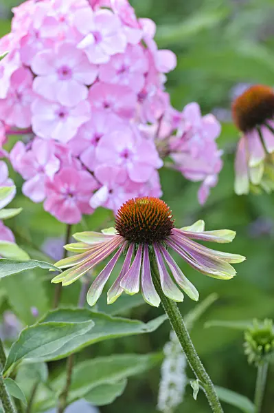 474466 - Purple cone flower (Echinacea purpurea 'Green Envy')