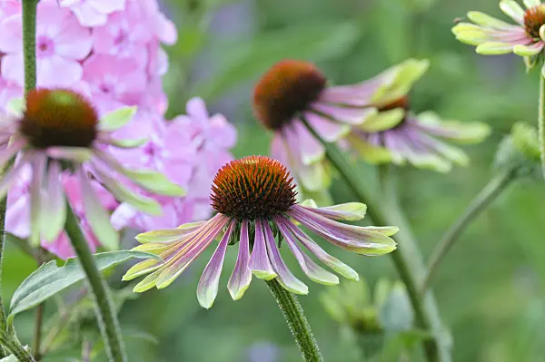 474467 - Purple cone flower (Echinacea purpurea 'Green Envy')