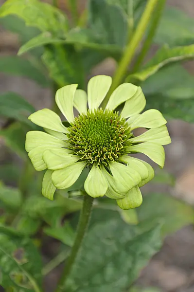 488080 - Purple cone flower (Echinacea purpurea 'Green Jewel')
