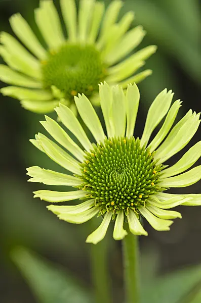 523119 - Purple cone flower (Echinacea purpurea 'Green Jewel')