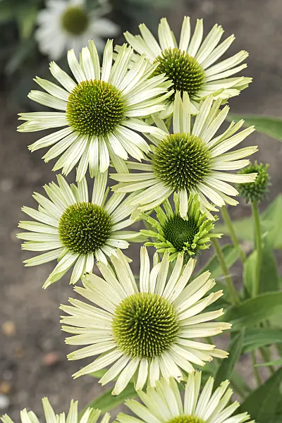 638089 - Purple cone flower (Echinacea purpurea 'Green Jewel')