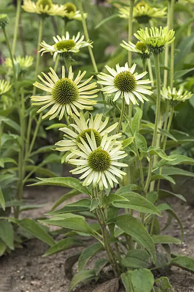638090 - Purple cone flower (Echinacea purpurea 'Green Jewel')