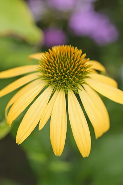 487187 - Purple cone flower (Echinacea purpurea 'Harvest Moon')