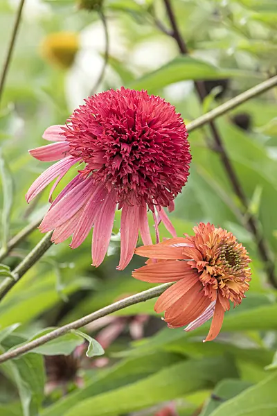 638086 - Purple cone flower (Echinacea purpurea 'Irresistible')