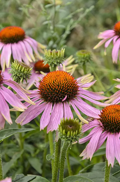 498080 - Purple cone flower (Echinacea purpurea 'Magnus')