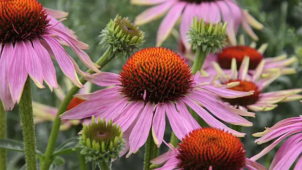 498095 - Purple cone flower (Echinacea purpurea 'Magnus')