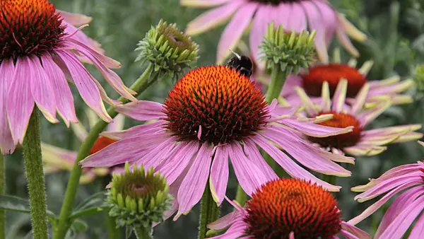 498096 - Purple cone flower (Echinacea purpurea 'Magnus') and bumble bee (Bombus)