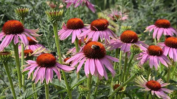 498094 - Purple cone flower (Echinacea purpurea 'Magnus') and bumble bees (Bombus)