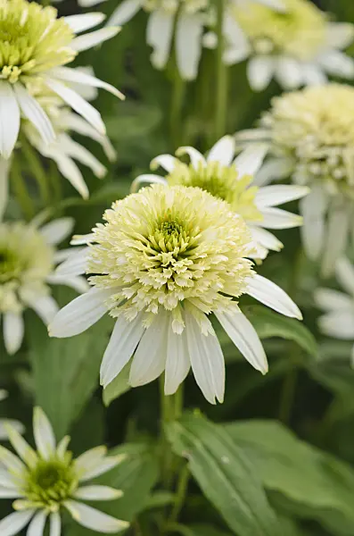 523232 - Purple cone flower (Echinacea purpurea 'Milkshake')