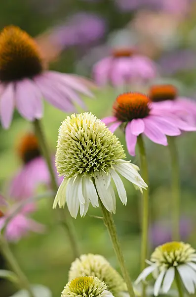 534518 - Purple cone flower (Echinacea purpurea 'Milkshake')