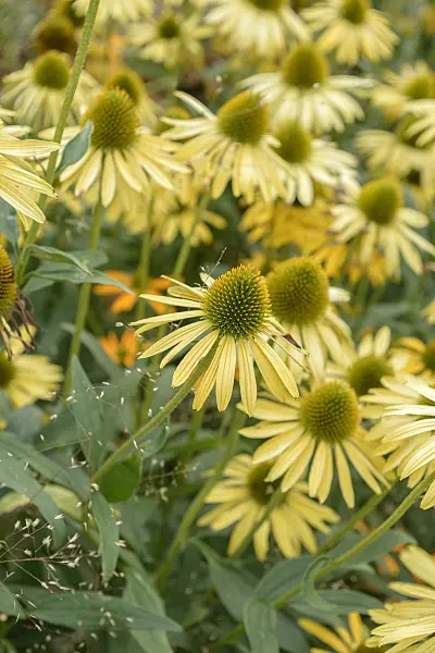 575086 - Purple cone flower (Echinacea purpurea 'Now Cheesier')
