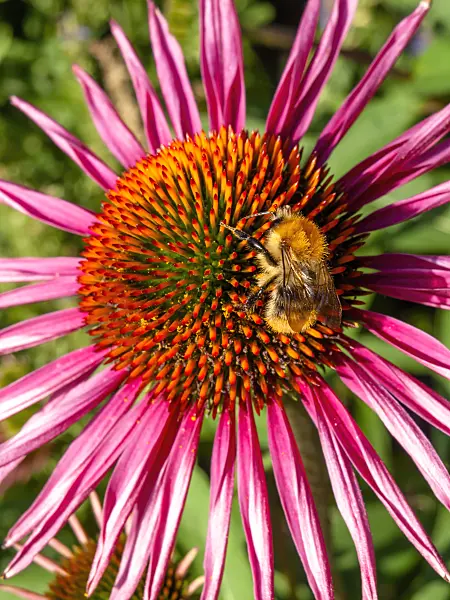 439381 - Purple cone flower (Echinacea purpurea 'Pica Bella')