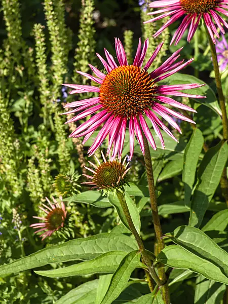 439382 - Purple cone flower (Echinacea purpurea 'Pica Bella')