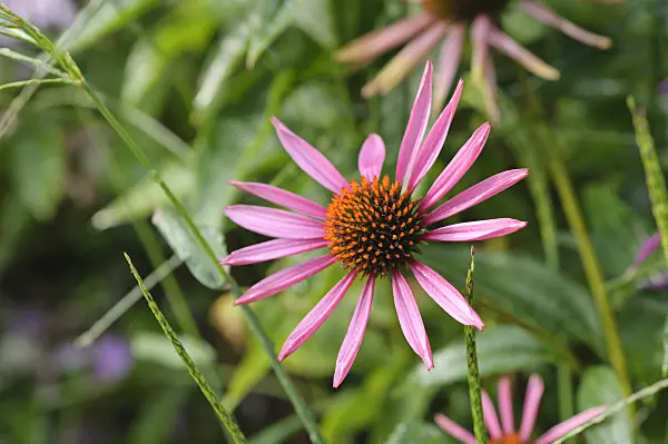 487104 - Purple cone flower (Echinacea purpurea 'Pica Bella')