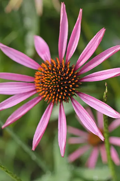 487105 - Purple cone flower (Echinacea purpurea 'Pica Bella')
