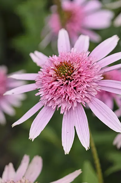547034 - Purple cone flower (Echinacea purpurea 'Pink Sorbet')