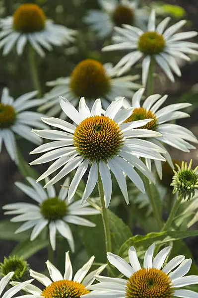511181 - Purple cone flower (Echinacea purpurea 'Purity')