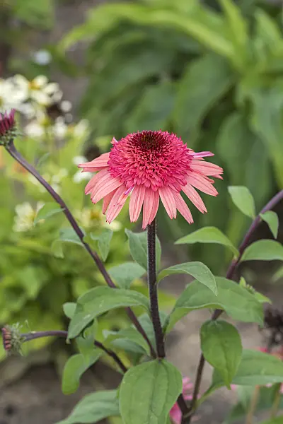 638087 - Purple cone flower (Echinacea purpurea 'Raspberry Truffle')