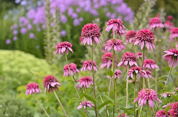 534506 - Purple cone flower (Echinacea purpurea 'Razzmatazz')