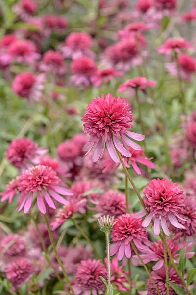 575087 - Purple cone flower (Echinacea purpurea 'Razzmatazz')