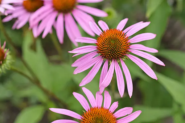 474192 - Purple cone flower (Echinacea purpurea 'Rosenelfe')