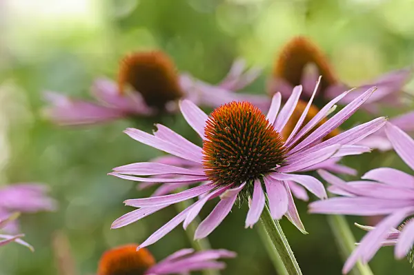 475081 - Purple cone flower (Echinacea purpurea 'Rubinstern')