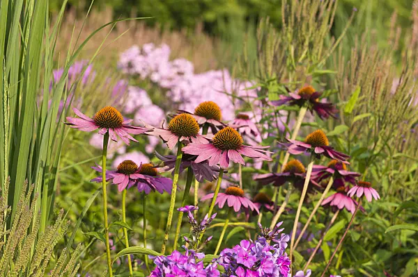 511007 - Purple cone flower (Echinacea purpurea 'Rubinstern')