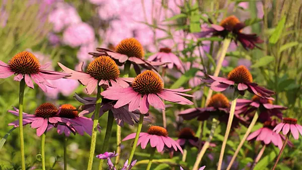 511022 - Purple cone flower (Echinacea purpurea 'Rubinstern')