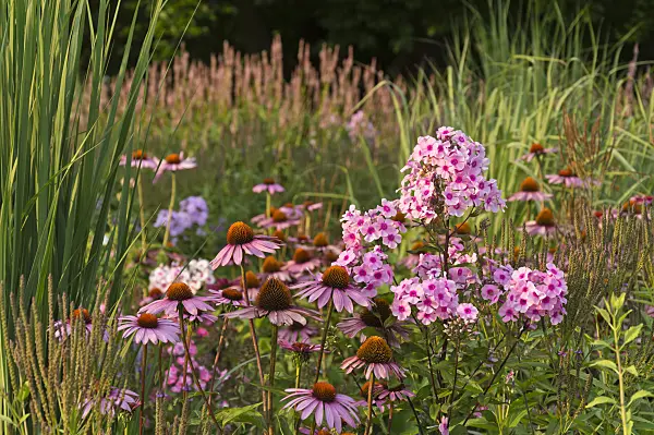 511011 - Purple cone flower (Echinacea purpurea 'Rubinstern') and garden phlox (Phlox paniculata)