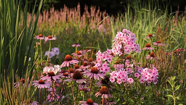 511024 - Purple cone flower (Echinacea purpurea 'Rubinstern') and garden phlox (Phlox paniculata)