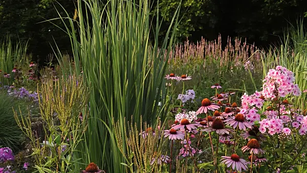 511025 - Purple cone flower (Echinacea purpurea 'Rubinstern') and garden phlox (Phlox paniculata)