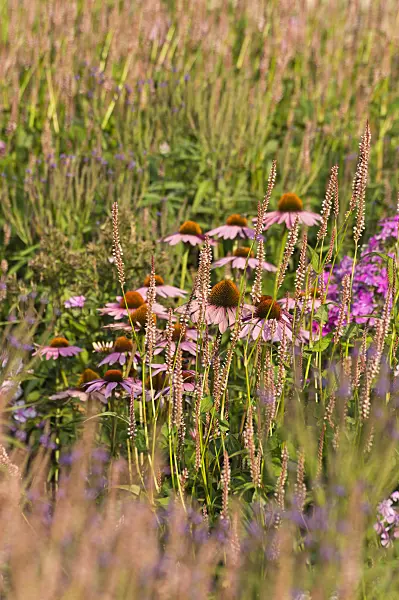 511009 - Purple cone flower (Echinacea purpurea 'Rubinstern') and mountain fleece (Bistorta amplexicaulis 'Rosea' syn. Polygonum amplexicaule 'Rosea')