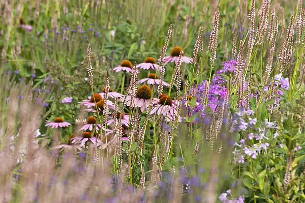 511010 - Purple cone flower (Echinacea purpurea 'Rubinstern') and mountain fleece (Bistorta amplexicaulis 'Rosea' syn. Polygonum amplexicaule 'Rosea')