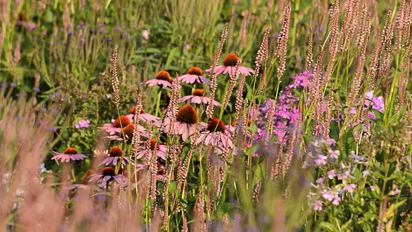 511023 - Purple cone flower (Echinacea purpurea 'Rubinstern') and mountain fleece (Bistorta amplexicaulis 'Rosea' syn. Polygonum amplexicaule 'Rosea')