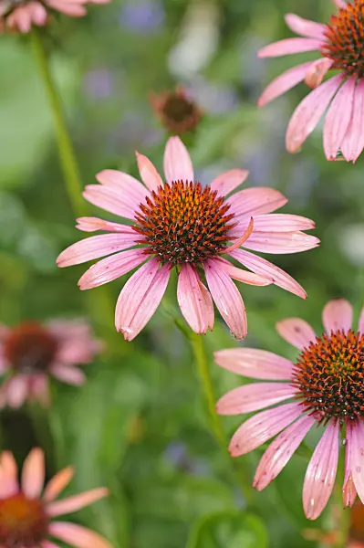 487106 - Purple cone flower (Echinacea purpurea 'Sundown')
