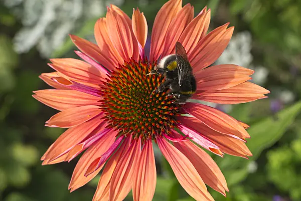 608099 - Purple cone flower (Echinacea purpurea 'Sundown') and bumble bee (Bombus)