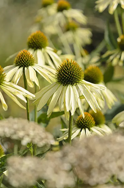 523034 - Purple cone flower (Echinacea purpurea 'Sunrise')