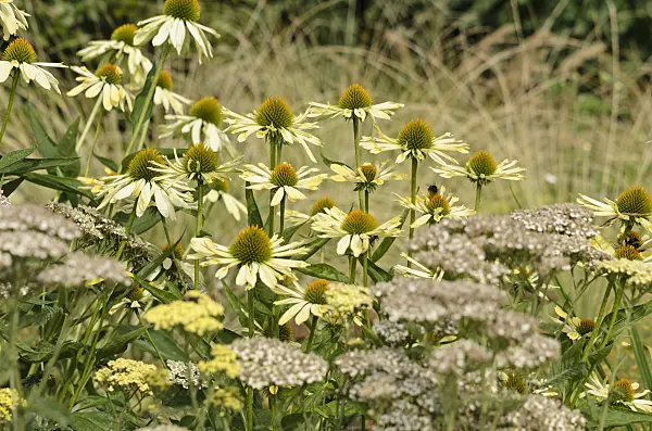 523035 - Purple cone flower (Echinacea purpurea 'Sunrise')