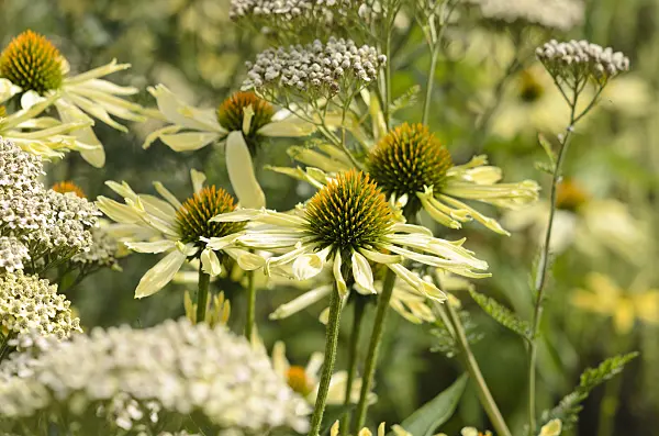 523032 - Purple cone flower (Echinacea purpurea 'Sunrise') and fernleaf yarrow (Achillea filipendulina 'Credo')