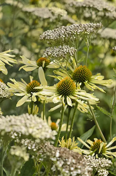 523033 - Purple cone flower (Echinacea purpurea 'Sunrise') and fernleaf yarrow (Achillea filipendulina 'Credo')